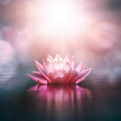Waterlily,Or,Lotus,Flower,In,Sunlight